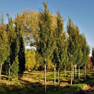 Carpinus betulus 'Fastigiata' 300-350 cm